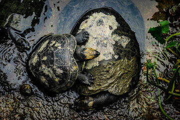 Obraz premium Amor de madre tortuga