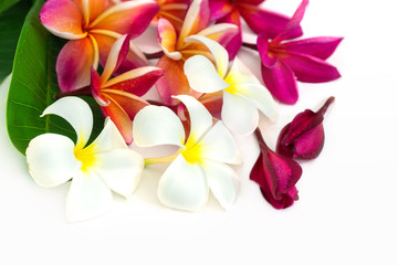 Tropical flowers frangipani (plumeria) isolated on white background 