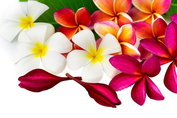 Tropical flowers frangipani (plumeria) isolated on white background 