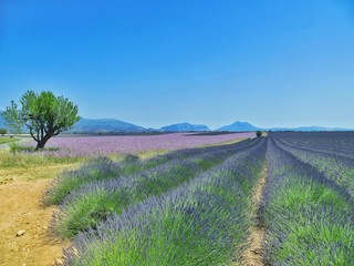 Lavender fields in Provence with mountains background 