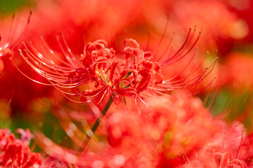 曼珠沙華　権現堂公園　埼玉県幸手市