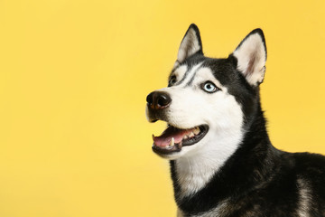 Cute Siberian Husky dog on yellow background. Space for text