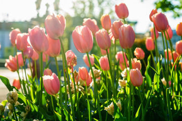 Obraz premium Fresh red tulips flowers on a sunny garden