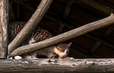 A housecat sitting on a timber of a treehouse