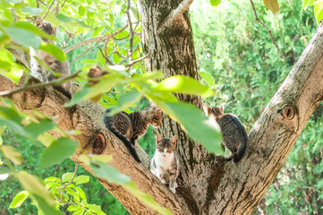 Housecats sitting on a tree on a sunny day.
