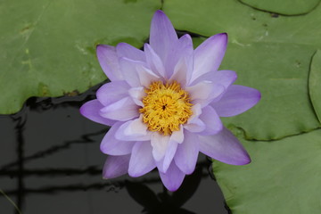 Lotusblume