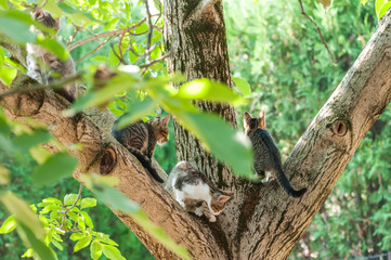 Obraz premium Housecats sitting on a tree on a sunny day.