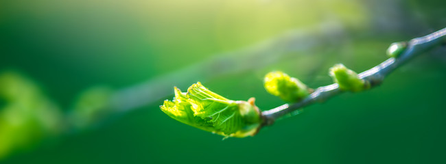 Fresh young green leaves of twig tree growing in spring. Beautiful leaf natural background - 293438519