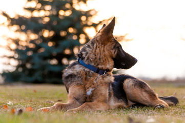 A junior german shepherd dog resting in a backyard