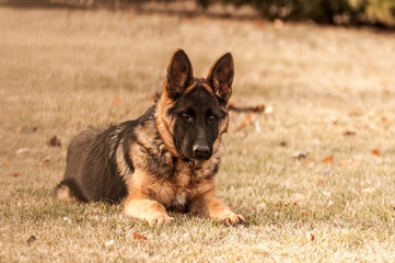 A junior german shepherd dog resting in a backyard