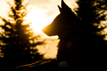 Backlit photo of a junior german shepherd dog resting in a backyard