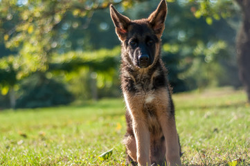 A german shepherd puppy sitting on the grass of a backyard