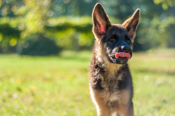 Portrait of a german shepherd puppy with tongues out.