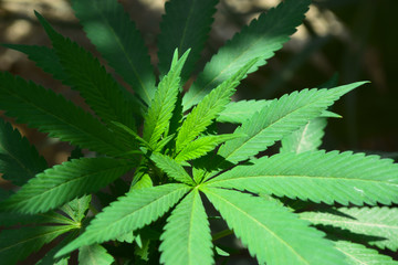 Naklejka na ściany i meble Marijuana Weed Green leaf medicine, cancer herbal plant