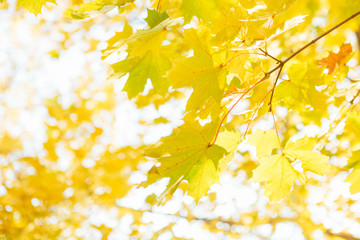 Tree branch with autumn leaves. Autumn background. Beautiful autumn landscape with fallen yellow leaves and sun. Colorful foliage in the park. Falling leaves natural background