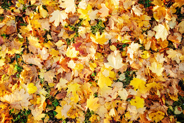 Colorful autumn leaves Beautiful autumn landscape with fallen yellow leaves and sun. Colorful foliage in the park. Falling leaves natural background