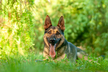View on a german shepherd dog lying on the green grass