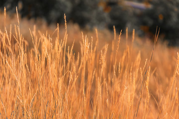 autumn backdrop - grass field on wind