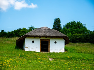 View on a horse in the yard