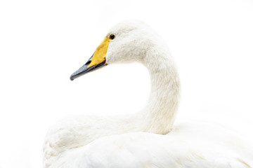 Hihg key white swan