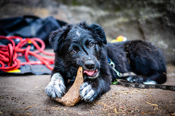 Border collie puppy, 3 months old, lying on the ground in the wood, playing with piece of wood.