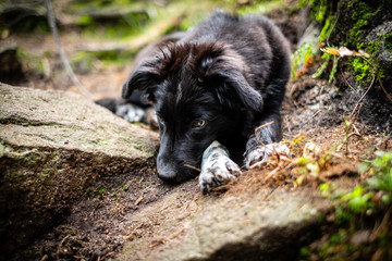 Border collie puppy, 4 months old, lying on the ground in the wood.