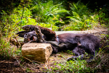 Border collie puppy, 4 months old, lying on the ground in the wood, playing with wood.