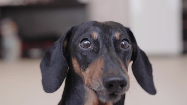 cute  dog portrait Dachshund breed, black and tan, looks plaintively at the camera, lick oneself and runs away