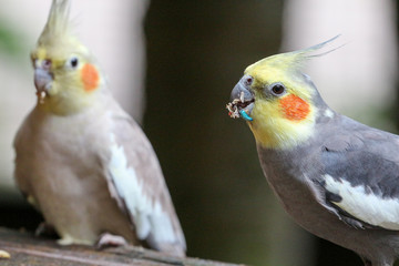 Two Cockatiels 