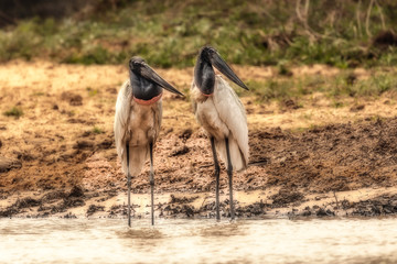 Casal de Tuiui&uacute;.