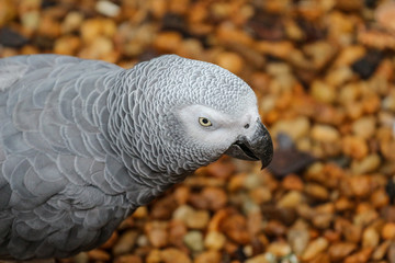 African Grey