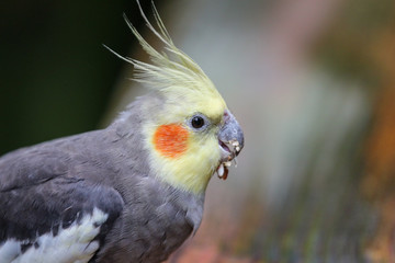 Cockatiel Eating 