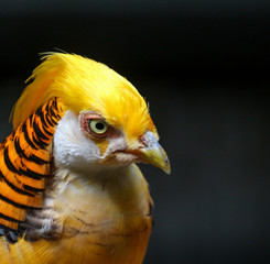 Golden Pheasant / Bird