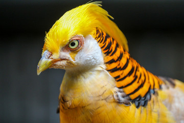 Golden Pheasant / Bird