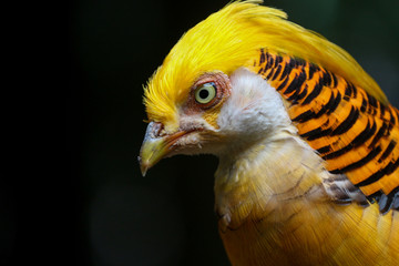 Golden Pheasant / Bird