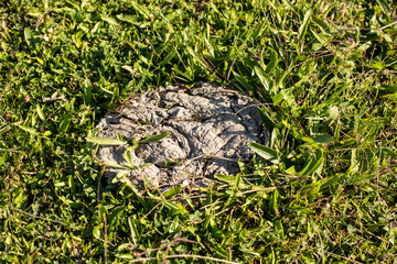Bullshit on grass