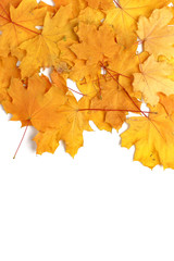 Yellow dry autumn leaves on a white background. Top view. Copy space