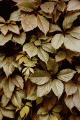 Grape leaf pattern autumn nature background