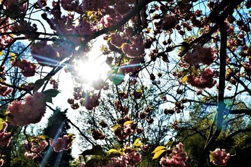 Sun breaking through branches of pink blooming cherry tree