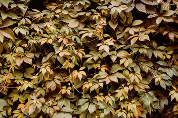 Grape leaf pattern autumn nature background