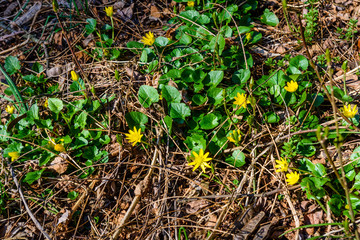 Yellow buttercups in a forest on early spring