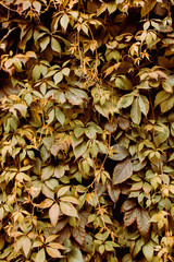 Grape leaf pattern autumn nature background