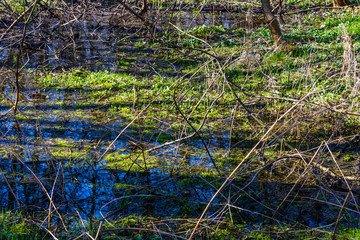 Blue scilla flowers in the forest on spring