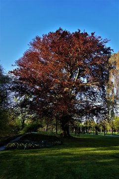 Fagus sylvatica f. purpurea tree spotted in a park