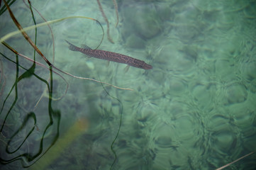 Northern pike (Esox lucius). Wildlife animal.