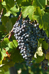 Front view, close distance of Dolcetto grapes and vines in the hills of Mango, wine region of Piedmont, Italy