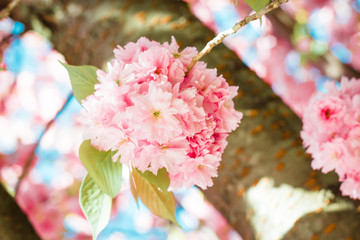 Blühender Kirschbaum im Frühling mit pinken Blüten