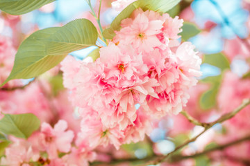 Blühender Kirschbaum im Frühling mit pinken Blüten