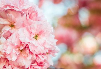 Blühender Kirschbaum im Frühling mit pinken Blüten