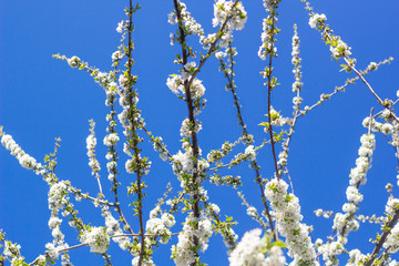 Blühender Kirschbaum im Frühling mit weißen Blüten